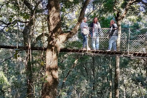 Lamington National Park, O'Reilly's & Vineyard Tour - Gold Coast Attractions 2