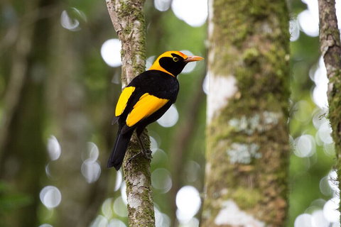 Lamington National Park, O'Reilly's & Vineyard Tour - Gold Coast Attractions 4