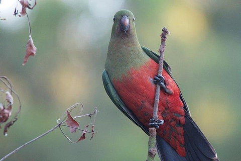 Inside The Greater Blue Mountains World Heritage - A Wildlife Safari Overnight - Gold Coast Attractions 0
