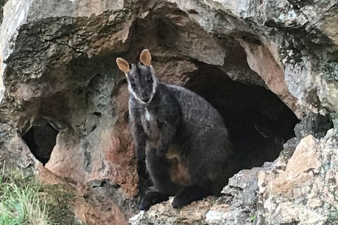 Inside The Greater Blue Mountains World Heritage - A Wildlife Safari Overnight - Gold Coast Attractions 1