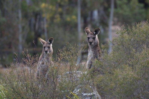 Inside The Greater Blue Mountains World Heritage - A Wildlife Safari Overnight - Gold Coast Attractions 2