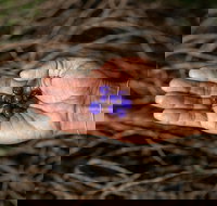 Cape Byron Aboriginal Tour - Gold Coast Attractions