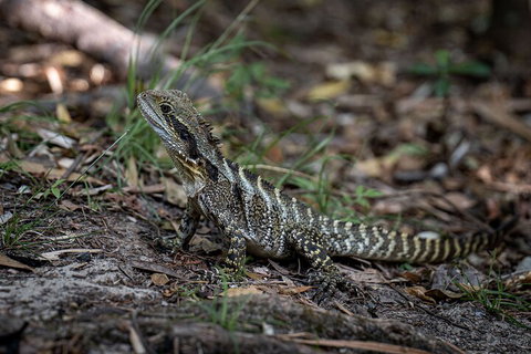 Cape Byron Aboriginal Tour - Gold Coast Attractions 3