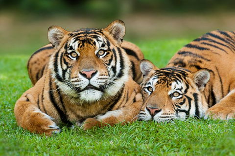 The Ultimate Gold Coast Attractions Pass - Gold Coast Attractions 2