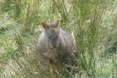 Leven Canyon Day Trip Including Wings Wildlife Park Or Gunns Plains Caves - Gold Coast Attractions 3