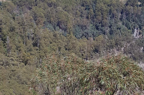 Leven Canyon Day Trip Including Wings Wildlife Park Or Gunns Plains Caves - Gold Coast Attractions 4