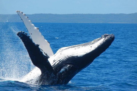 Mooloolaba Whale Watching Tour - Gold Coast Attractions 0