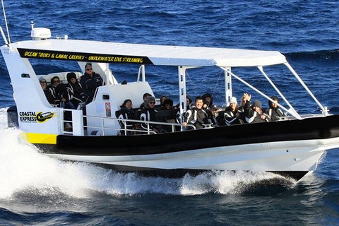 Mooloolaba Whale Watching Tour - Gold Coast Attractions 1