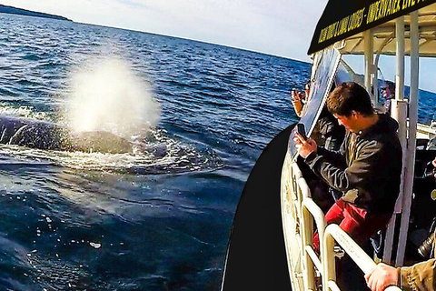 Mooloolaba Whale Watching Tour - Gold Coast Attractions 2