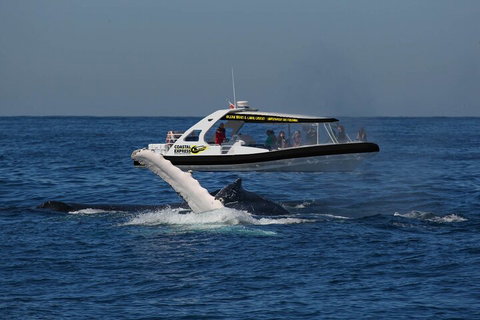 Mooloolaba Whale Watching Tour - Gold Coast Attractions 5