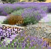 Kangaroo Island Food and Wine Trail Tour - Gold Coast Attractions