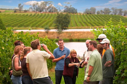 Yarra Valley Balloon Flight And Winery Tour - Gold Coast Attractions 4