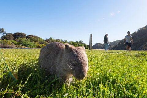 Wilson's Promontory Small Group Eco Tour From Melbourne - Gold Coast Attractions 2