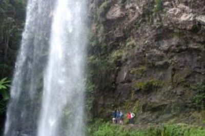 Springbrook National Park Discovery Full-Day Bushwalking Tour