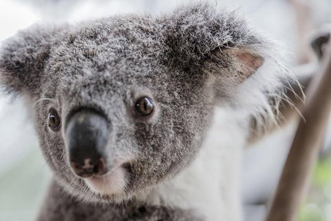 Ultimate Sydney Pass - Gold Coast Attractions 2