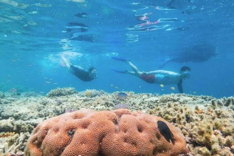 Great Barrier Reef Day Cruise To Reefworld - Gold Coast Attractions 1