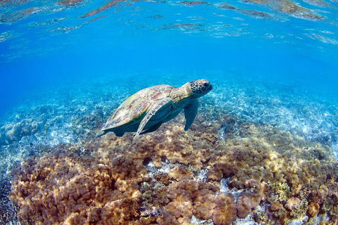 Great Barrier Reef Day Cruise To Reefworld - Gold Coast Attractions 5
