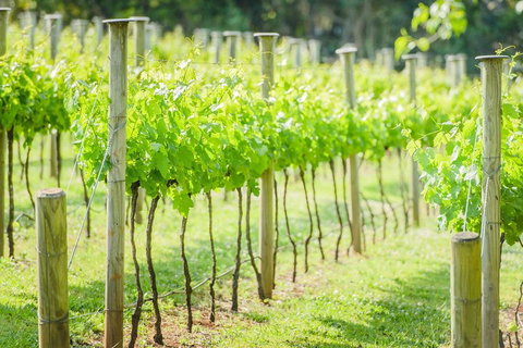 Deluxe Winery Tour To Tamborine Mountain, Includes Gourmet Two Course Lunch - Gold Coast Attractions 5