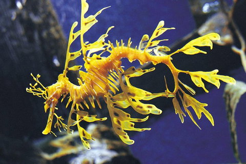SEA LIFE Melbourne Aquarium Admission Ticket - Gold Coast Attractions 0