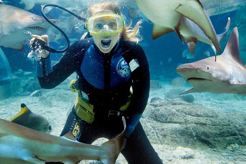 Shark Dive Experience At SEA LIFE Melbourne Aquarium - Gold Coast Attractions 0