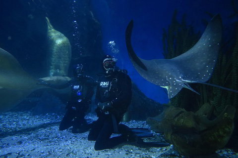 Shark Dive Experience At SEA LIFE Melbourne Aquarium - Gold Coast Attractions 1