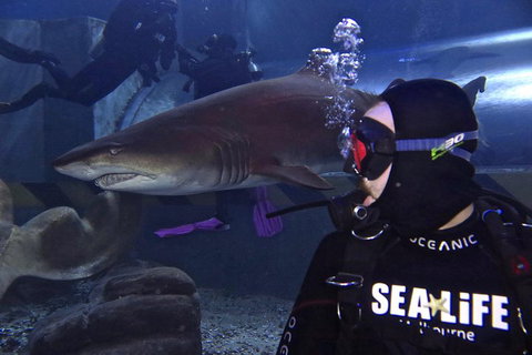 Shark Dive Experience At SEA LIFE Melbourne Aquarium - Gold Coast Attractions 2