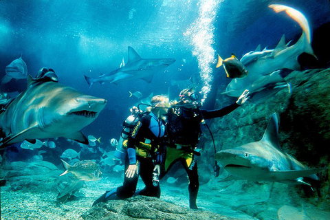 Shark Dive Experience At SEA LIFE Melbourne Aquarium - Gold Coast Attractions 3