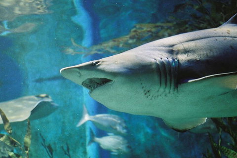 Shark Dive Experience At SEA LIFE Melbourne Aquarium - Gold Coast Attractions 4