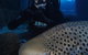 Shark Dive Experience At SEA LIFE Melbourne Aquarium - thumb 5