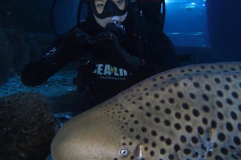 Shark Dive Experience At SEA LIFE Melbourne Aquarium - Gold Coast Attractions 5