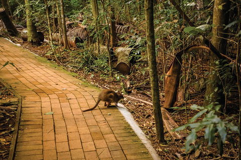 Full Day Sunshine Coast Hinterland Luxury Small Group Tour From Brisbane - Gold Coast Attractions 3