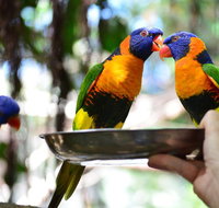 Wildlife Habitat Port Douglas - Gold Coast Attractions