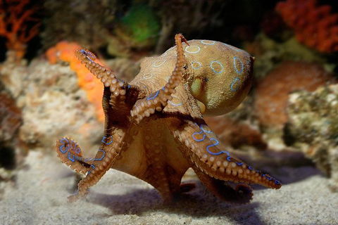 Glass Bottom Boat & Entry At AQWA - Gold Coast Attractions 0