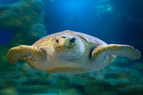 Glass Bottom Boat & Entry At AQWA - Gold Coast Attractions 1