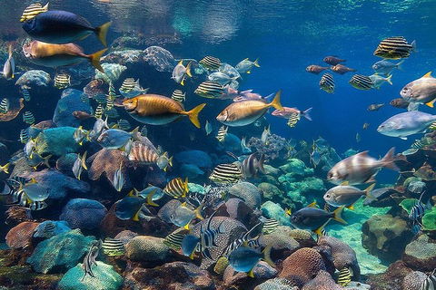 Glass Bottom Boat & Entry At AQWA - Gold Coast Attractions 3