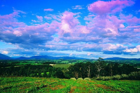 Yarra Valley Wine And Cider Tours By Classic Convertibles From Melbourne - Gold Coast Attractions 3