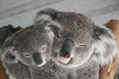 Featherdale Wildlife Park General Admission - Gold Coast Attractions 4