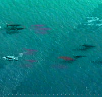 40-45 Minute Port Stephens and Stockton Beach Helicopter Flight - For 2 - Gold Coast Attractions