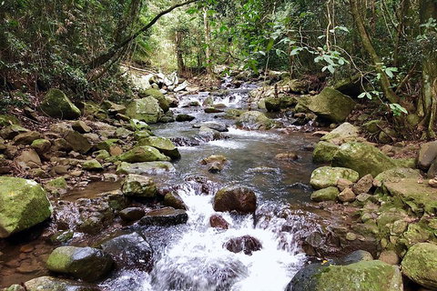 Springbrook Full Day Tour - Gold Coast Attractions 0