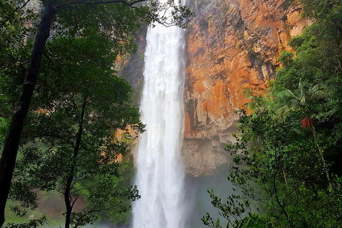 Springbrook Full Day Tour - Gold Coast Attractions 5