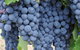 Adelaide Hills Day Tour. Winery Cellar Doors - thumb 3
