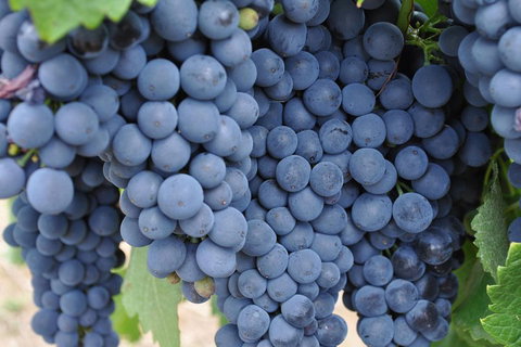 Adelaide Hills Day Tour. Winery Cellar Doors - Gold Coast Attractions 3