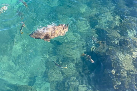 Aquascene Magnetic Island Discovery Tour - Gold Coast Attractions 1