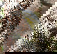 Byron Bay Combo Minyon Falls and Hinterland Day Trip and Learn to Surf at Byron Bay - Gold Coast Attractions