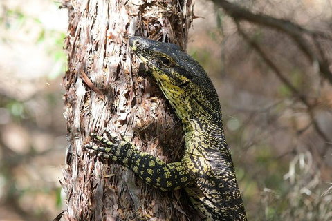 Byron Bay Combo: Minyon Falls And Hinterland Day Trip And Learn To Surf At Byron Bay - Gold Coast Attractions 0
