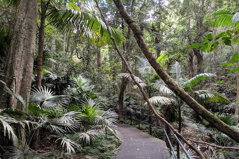 Erupting Blowholes And Ancient Rainforests With 'Personalised Sydney Tours' - Gold Coast Attractions 2