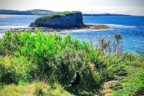 Erupting Blowholes And Ancient Rainforests With 'Personalised Sydney Tours' - Gold Coast Attractions 3