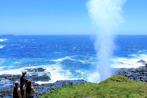 Erupting Blowholes And Ancient Rainforests With 'Personalised Sydney Tours' - Gold Coast Attractions 5