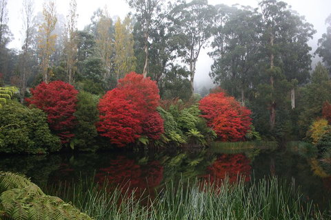LGBT+ Friendly Full Day Yarra Valley & Dandenong Ranges Private Tour - Gold Coast Attractions 2