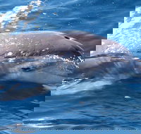 Jervis Bay Dolphin Watch Cruise - Gold Coast Attractions